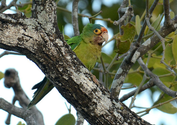 ELFENBEINSITTICH, ORANGE-FRONTED PARAKEET, ARATINGA CANICULARIS