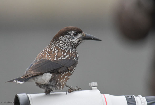 TANNENHÄHER, NUTCRACKER, NUCIFRAGA CARYOCATACTES