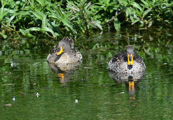 GELBSCHNABELENTE, YELLOW-BILLED DUCK, ANAS UNDULATA