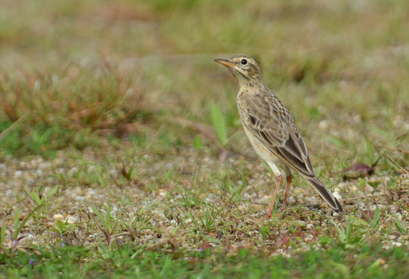 SPORNPIEPER, RICHARD´S PIPIT, ANTUS RICHARDI