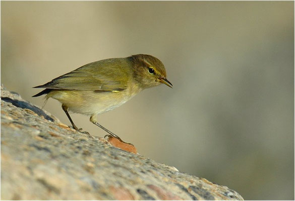 ZILPZALP, CHIFFCHAFF, PHYLLOSCOPUS COLLYBITA