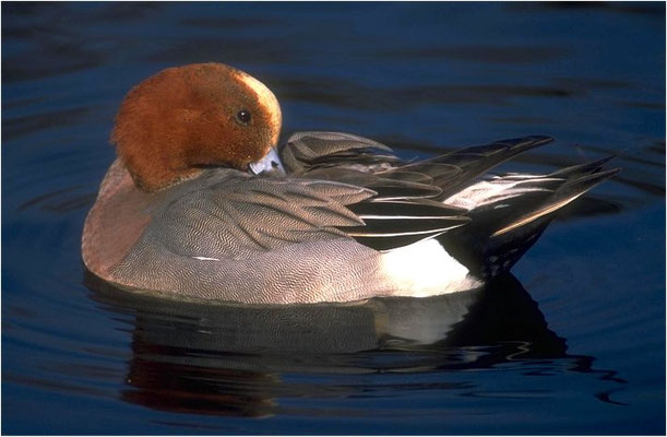 PFEIFENTE, WIGEON, ANAS PENELOPE
