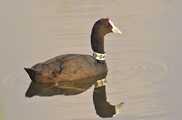 KAMMBLÄSSRALLE, RED-KNOBBED COOT, FULICA CRISTATA