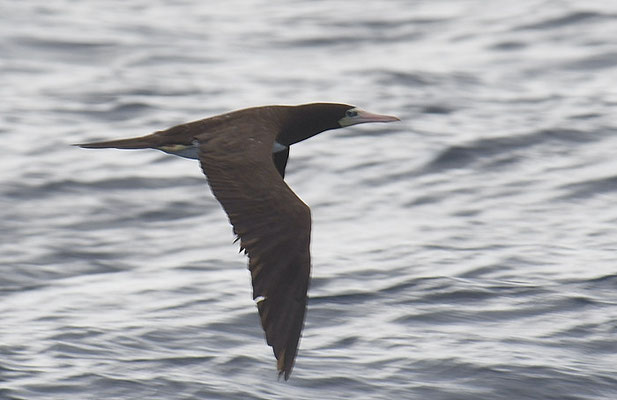 WEISSBAUCHTÖLPEL, BROWN BOOBY, SULA LEUCOGASTER