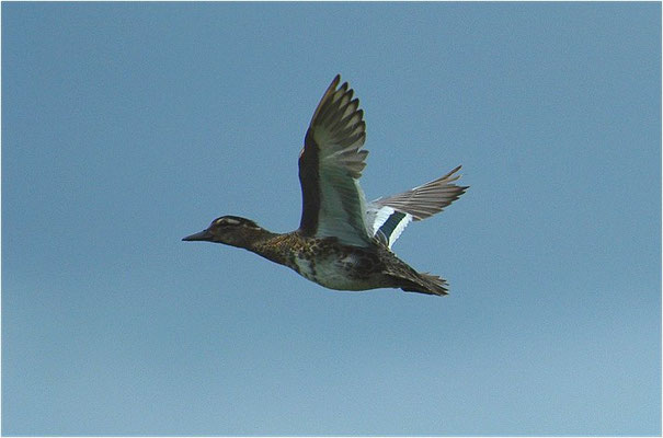 KNÄKENTE, GARGANEY, ANAS QUERQUEDULA