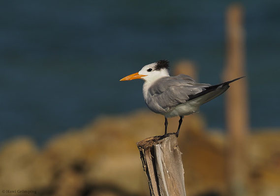 KÖNIGSSEESCHWALBE, ROYAL TERN, STERNA MAXIMA