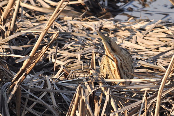 ROHRDOMMEL, BITTERN, BOTAURUS STELLARIS