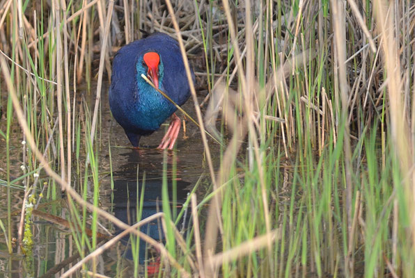 PURPURHUHN, PURPLE SWAMPHEN, PORPHYRIO PORPHYRIO
