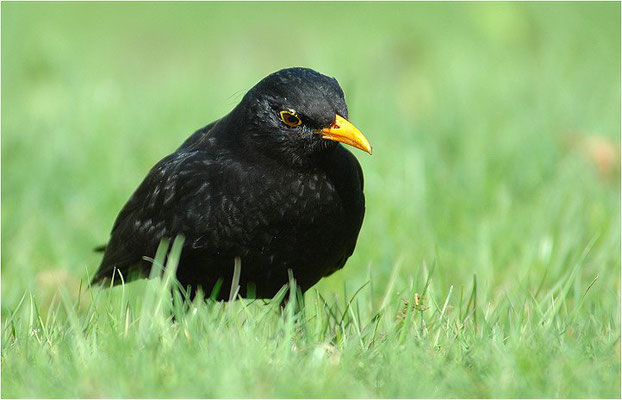 AMSEL, COMMON BLACKBIRD, TURDUS MERULA