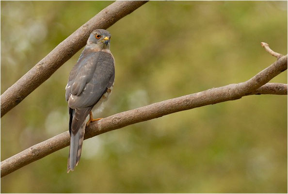 SHIKRA, SHIKRA, ACCIPITER BADIUS 