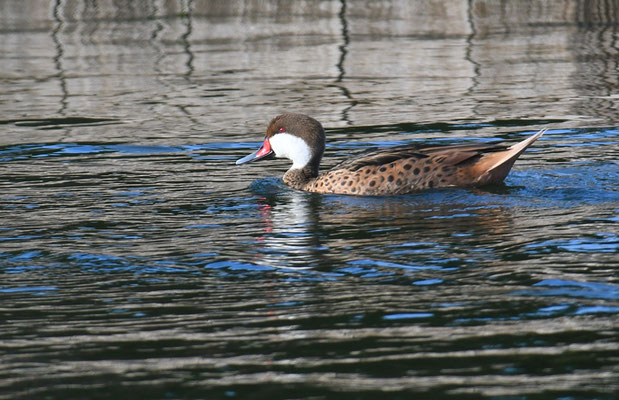 BAHAMAENTE, WHITE-CHEEKED PINTAIL, ANAS BAHAMENSIS