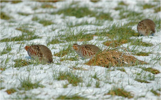 REBHUHN, GREY PARTRIDGE, PERDIX PERDIX