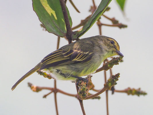 Choco-Kleintyrann, Choco tyrannulet - zimmerius albigularis