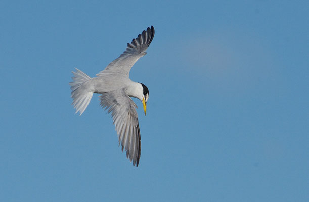 ZWERGSEESCHWALBE, LITTLE TERN, STERNULA ALBIFRONS