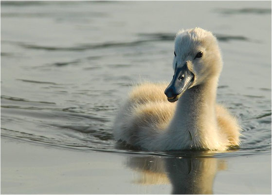 HÖCKERSCHWAN, MUTE SWAN, CYGNUS OLOR