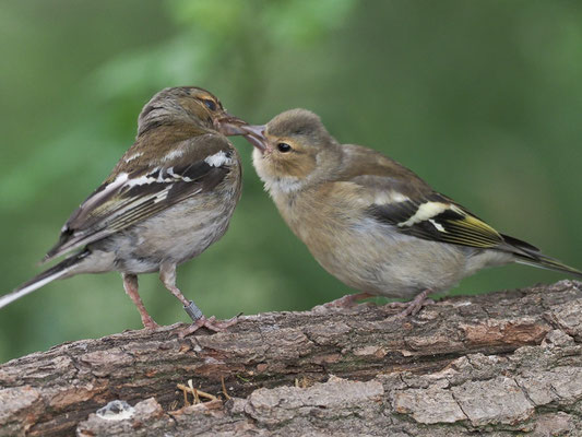 BUCHFINK, CHAFFINCH, FRINGILLA COELEBS