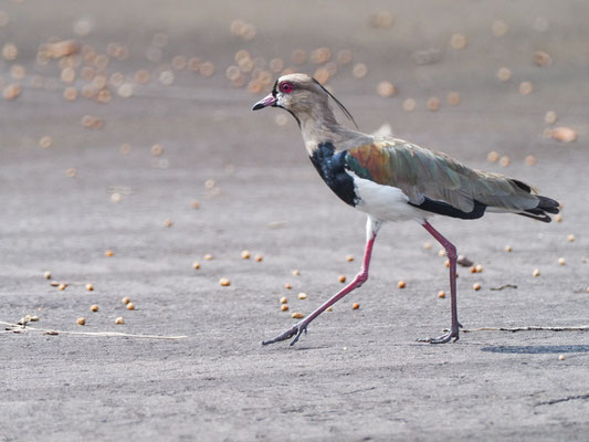 Bronzekiebitz, Southern Lapwing, Vanellus resplendens