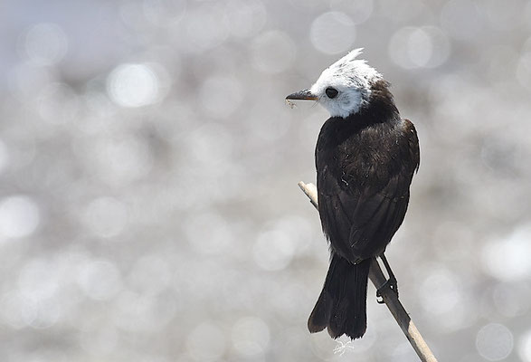SUMPFTYRANN, WHITE-HEADED MARSH-TYRANT, ARUNDINICOLA LEUCOCEPHALA