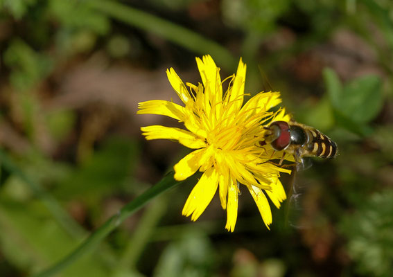 MONDFLECK-FELDSCHWEBFLIEGE, EUPEODES LUNIGER