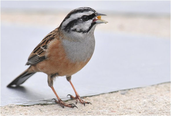 ZIPPAMMER, ROCK BUNTING, EMBERIZA CIA