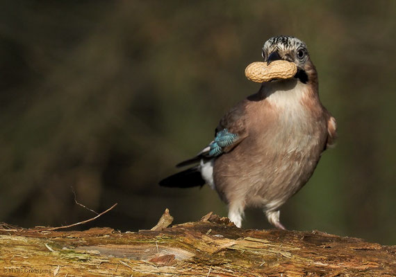 EICHELHÄHER, JAY, GARRULUS GLANDARIUS