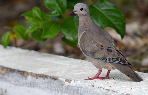 OHRFLECKTAUBE, EARED DOVE, ZENAIDA AURICULATA