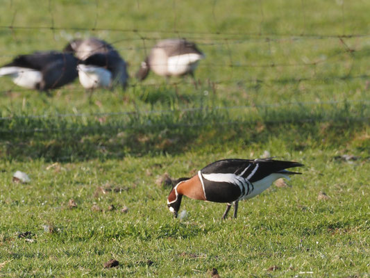 Rothalsgans, Red-breasted goose, Branta rufficollis