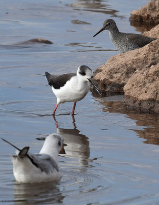 STELZENLÄUFER, BLACK-WINGED STILT, HIMANTOPUS HIMANTOPUS