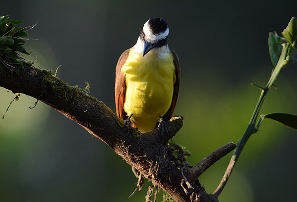 SCHWEFELTYRANN, GREAT KISKADEE, PITANGUS SULPHURATUS