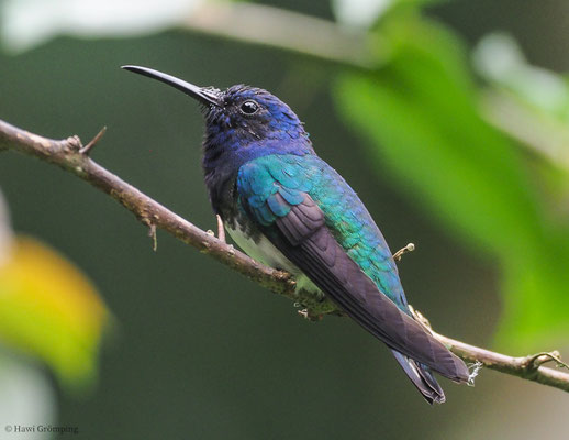 WEISSNACKENKOLIBRI, WHITE-NECKED JACOBIN, FLORISUGA MELLIVORA