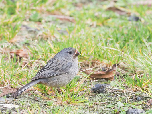 Schlichtsamenfresser, Plain-colored Seedeater - Catamenia inornata