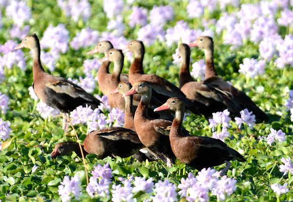HERBSTPFEIFENTE, BLACK-BELLIED WHISTLING-DUCK,DENDROCYGNA AUTUMNALIS