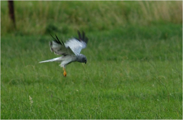 KORNWEIHE, HEN HARRIER, CIRCUS CYANCUS