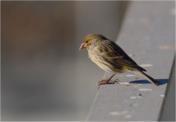 KANARENGIRLITZ, CANARY, SERINUS CANARIA