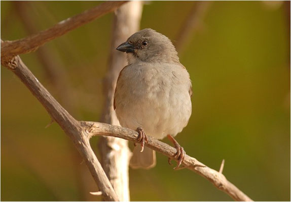 GRAUKOPFSPERLING, GREY-HEADED SPARROW, PASSER GRISEUS