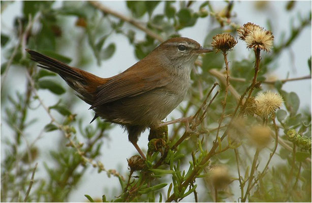 SEIDENSÄNGER, CETTI´S WARBLER, CETTIA CETTI