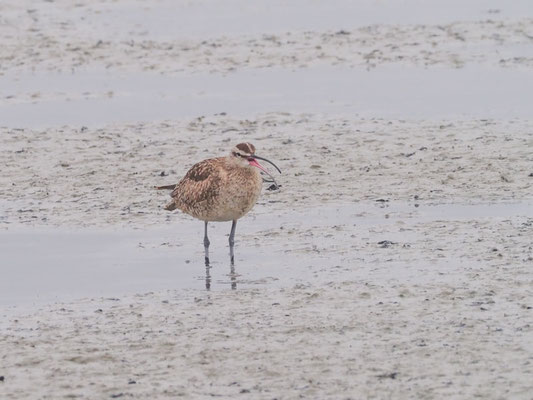 Regenbrachvogel, Whimbrel - Numenius phaeopus