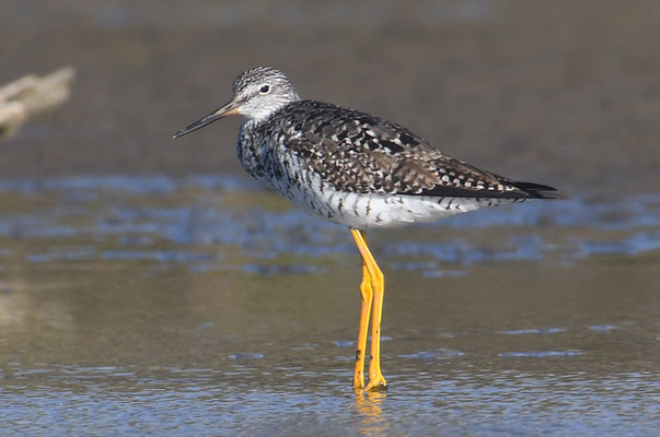 GROSSER GELBSCHENKEL, GREATER YELLOWLEGS, TRINGA MELANOLEUCA