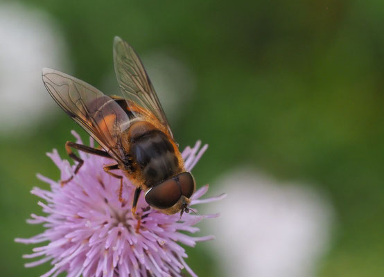 GEMEINE KEILFLECKSCHWEBFLIEGE, ERISTALIS PERTINAX