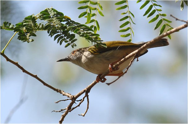 MECKERGRASMÜCKE, GREY BACKED CAMAROPTERA, CAMAROPTERA BRACHYURA