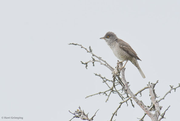 SPERBERGRASMÜCKE, BARRED WARBLER, SYLVIA NISORIA