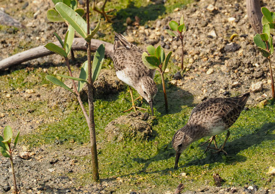 WIESENSTRANDLÄUFER, LEAST SANDPIPER, CALIDRIS MINUTILLA