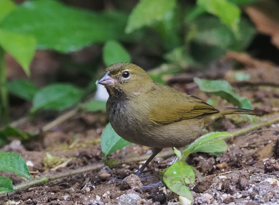  GROSSER KUBAFINK, YELLOW-FACED GRASSQUIT, TIARIS OLIVACEUS