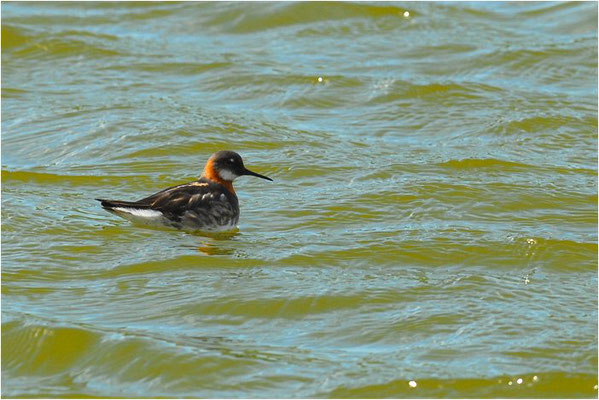 ODINSHÜHNCHEN, RED-NECKED PHALAROPE, PHALAROPUS LOBATUS