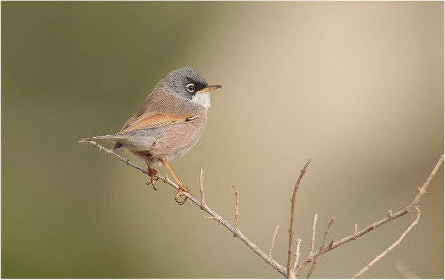BRILLENGRASMÜCKE, SPECTACLED WARBLER, SYLVIA CONSPICILLATA