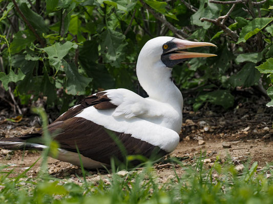 NAZCATÖLPEL, NAZCA BOOBY - SULA GRANTI