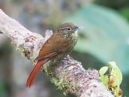Streifenblattspäher, Lineated Foliage-gleaner - Syndactyla subalaris
