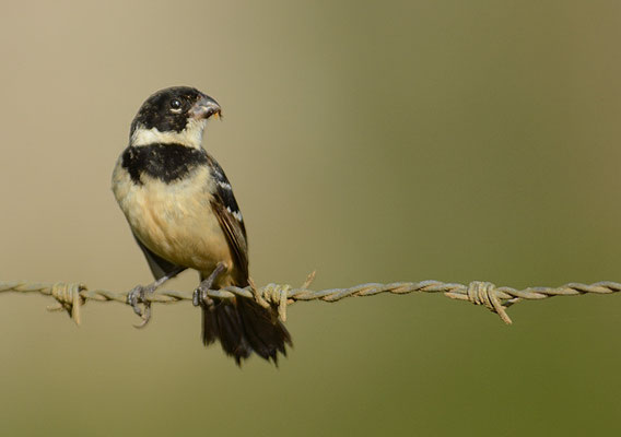 BRAUNBÜRZELPFÄFFCHEN, WHITE-COLLARED SEEDEATER, SPOROPHILA TORQUEOLA