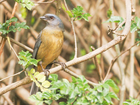 Schwarzstirntangare, Blue-and-yellow Tanager - Pipraeidea bonariensis