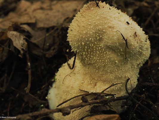 Flaschen-Stäubling - Lycoperdon perlatum